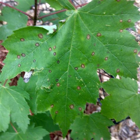 Brown Spots On Oak Tree Leaves Ask Extension