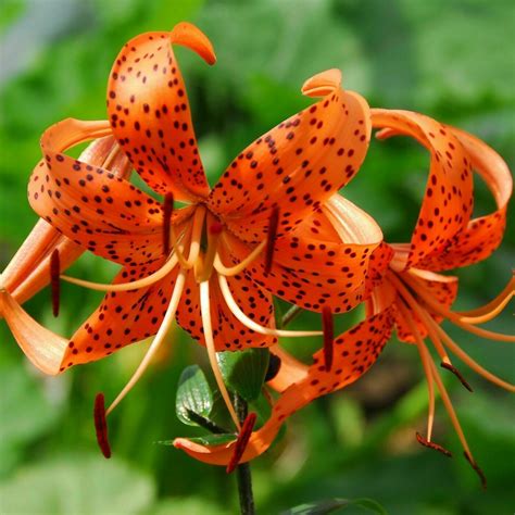 25 Lilium Turks Cap Lily Flower Seeds Perennial Plants And Seedlings