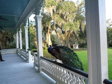 Bridge at fall 2 painting. Cook's Cottage at Rip Van Winkle Gardens | New iberia, Rip ...