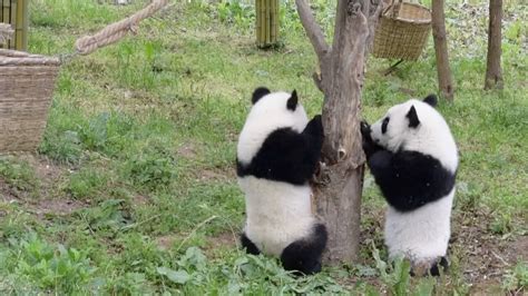 Cute Alert Playful Twin Panda Cubs Chase Each Other Youtube