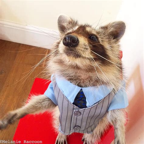 Getting Dressed For The Club Cute Raccoon Raccoon Funny Raccoon