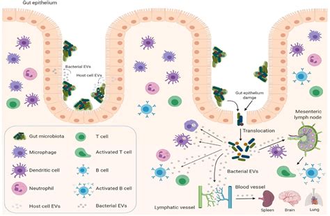 Gut Microbiota A New Player In Regulating Immune And Chemo Therapy