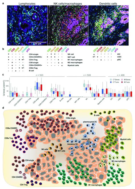 Characterization Of Immune Cell Subsets In The Tumor And Stroma