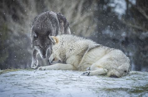 Grey Wolves West Yellowstone Sony A1 Fine Art Wolf Photogr Flickr