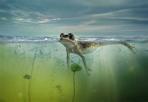 Nature Frog Pond Lake Bubbles Swim Swimming Wallpaper 2400x1661