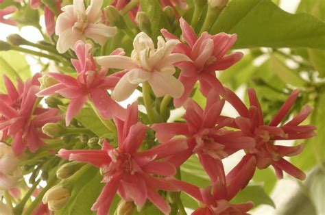 This is one of the finest yellow. My Little Potted Garden: Rangoon Creeper