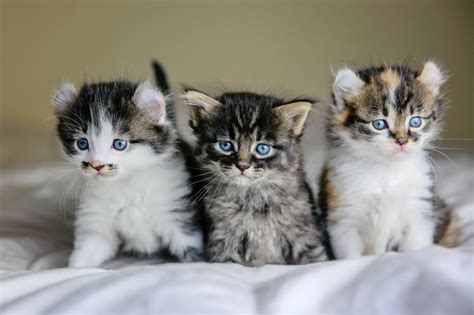 Kittens in cats & kittens for sale in inverness, highland. Vanessa Kay Photography » Southern California Photographer ...