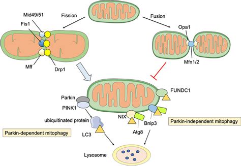 Schematic Diagram Of Mitochondrial Dynamic Changes Fission Is Mediated