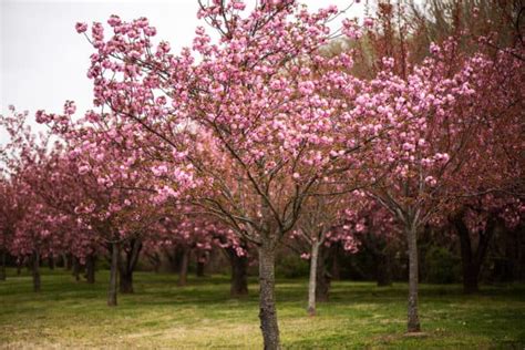 Dc Cherry Blossom Watch Update Kwanzan April 12 2019