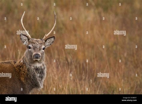 A Young Red Stag Stag Photographed In The Scottish Highlands Stock