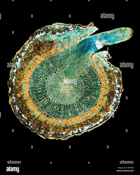 Ash Tree Root Section Transversale Photo Stock Alamy