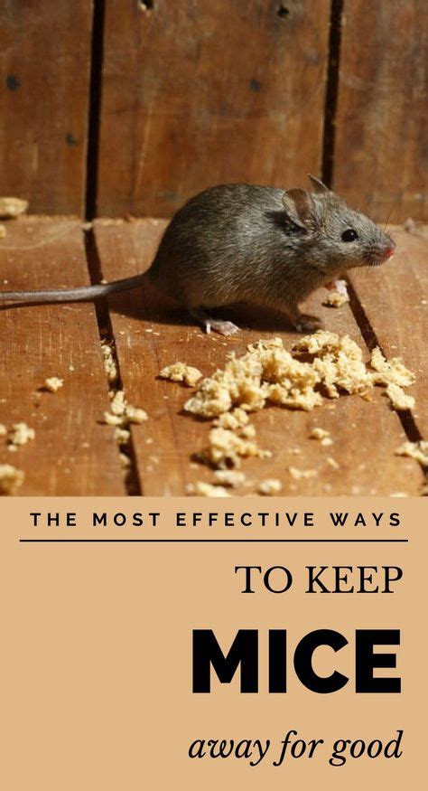 The Most Effective Ways To Keep Mice Away For Good In 2020 With Images