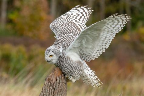 Snowy Owl Is Returning To Ohio This Winter Scioto Post