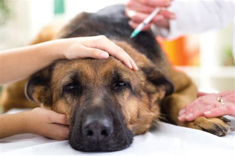 Signs Of Illness In Dogs General Dog Health Care Dogs Guide