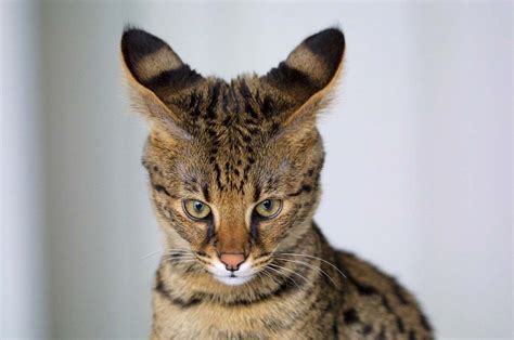 gato savannah características cuidados comportamiento y curiosidades