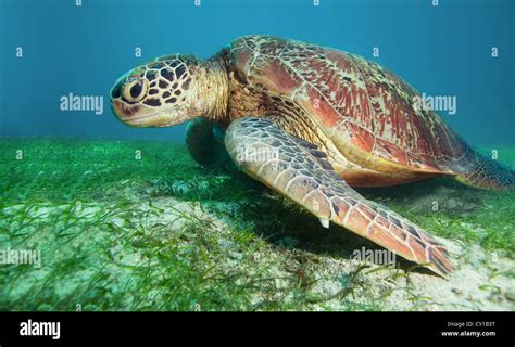 Sea Turtle Eating Seaweed Deep Underwater Stock Photo Alamy