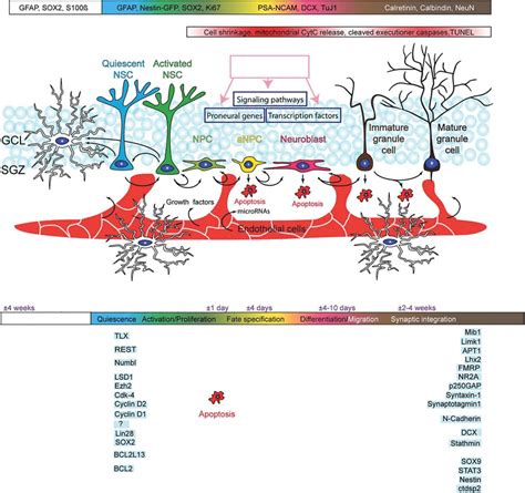 Schematic Overview Of The Hippocampal Neurogenic Niche The Different