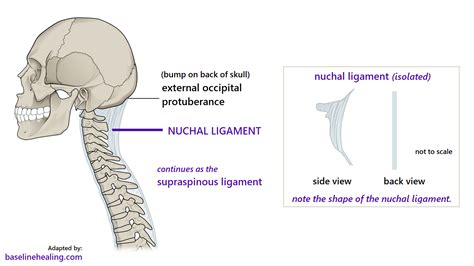 Nuchal Ligament Supraspinous Ligament