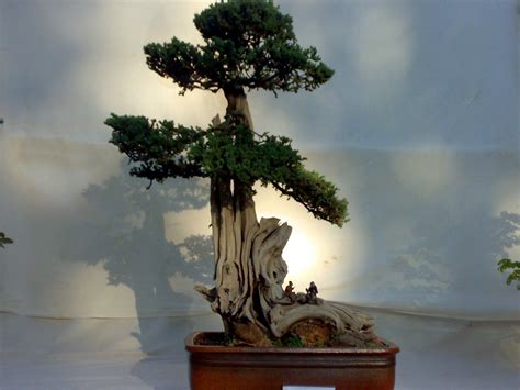 Image Impression Amazing Bonsai Trees