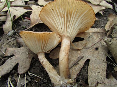 Spring In Northern Illinois Mushroom Hunting And