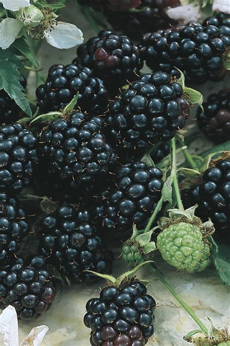 Check spelling or type a new query. Buy Apache Thornless Blackberry Plants - FREE SHIPPING - 1 ...