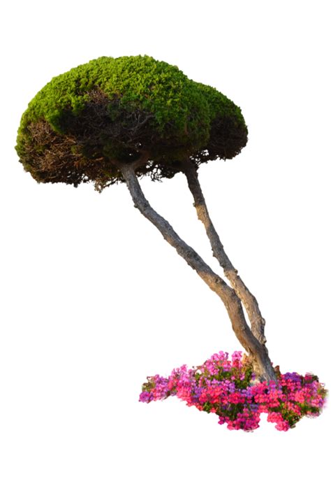 Plants PNG File | PNG Mart