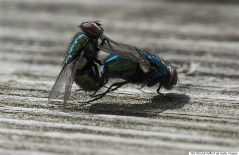 These Flies Are Getting More Action Than You Huffpost Impact