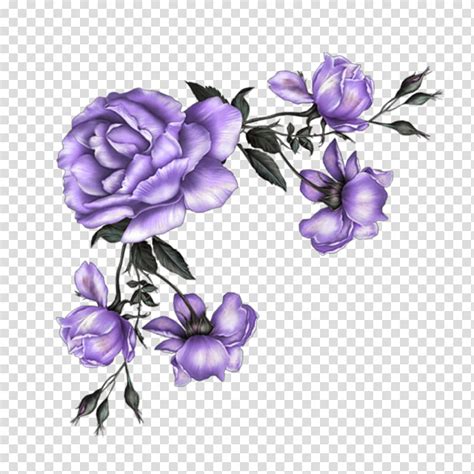 Rose Flower Drawing Garden Roses Painting Purple Violet Plant