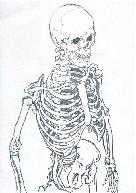 Skeleton Sketch By Carlmalbern Skeleton Drawings Skeleton Art
