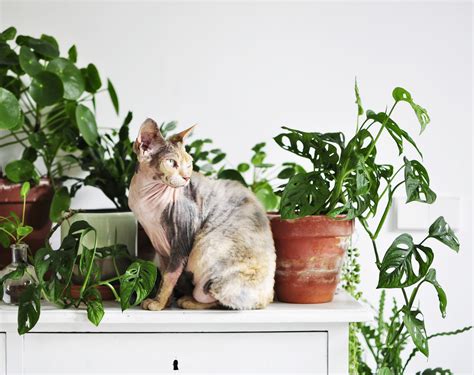 Though they have no signs of toxicity or poisoning, their hallucinogenic properties make the cats obsess and fascinate. Are Spider Plants Toxic To Cats