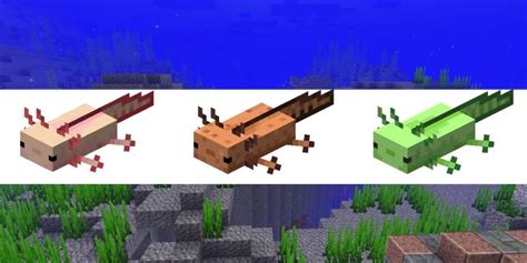 Axolotl Mc Mod Axolotl Addon For Minecraft Pe 1 16 40 Tameable