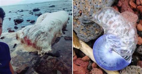 Weird Sea Creatures That Have Washed Up On Beaches