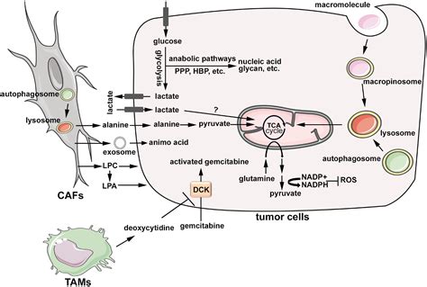 Recent Insights Into The Biology Of Pancreatic Cancer Ebiomedicine