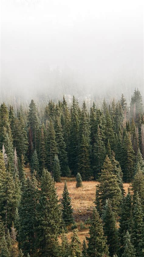 Mist Forest Green Trees Iphone Wallpaper Iphone Wallpapers