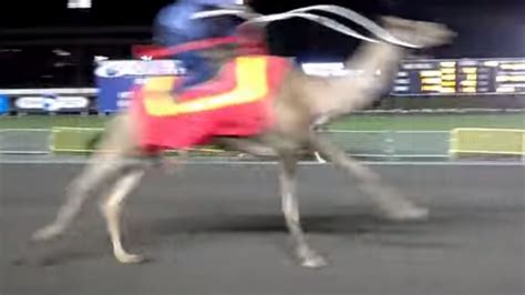 In the last 15 years camel racing has transformed into one of the richest sports in the world, with some races having a grand prize. Camels and ostriches on the track | The Jewish Standard