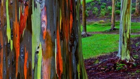 Capodanno, ecco le 5 tradizioni di fine anno più strane nel mondo. LE 7 FORESTE PIU' STRANE E AFFASCINANTI DE MONDO