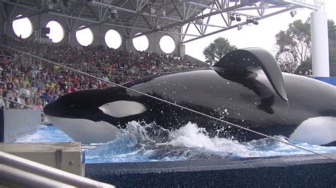 Orcas Seaworld Tilikum