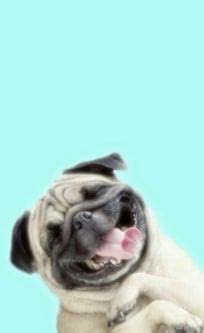 Descargar fondos de pantalla de perros PUG - Ayuda Celular