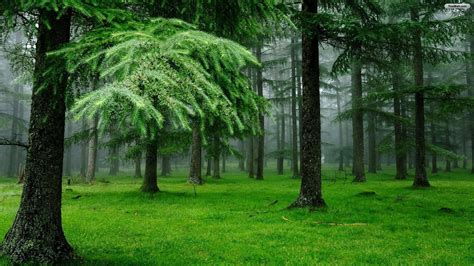 Hd Green Forest Wallpaper Awesome Hd Green Forest Image