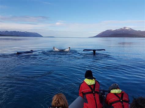 Northern Lights Cruise Whale Watching Tours Adventure Tours