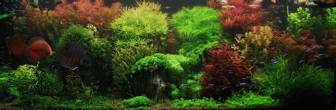 A guide to aquascaping and choosing the right aquarium plants; A guide to aquascaping the planted aquarium