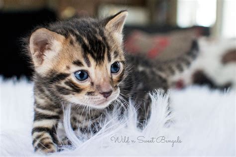 Bengal kittens, клайпеда (klaipeda, lithuania). Bengal Kittens & Cats for Sale Near Me | Bengal kitten ...