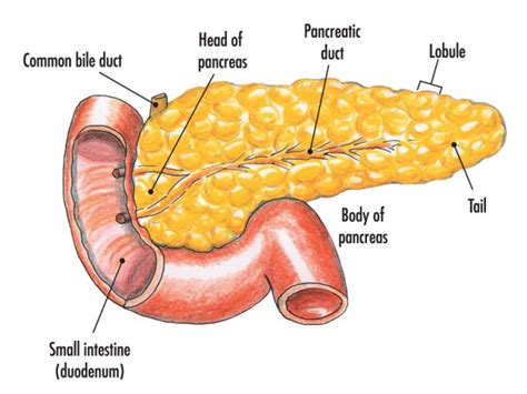 Structure And Functions Of Pancreas Online Science Notes