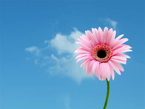 Check spelling or type a new query. Flower Wallpapers, Flower Backgrounds on Kate.net