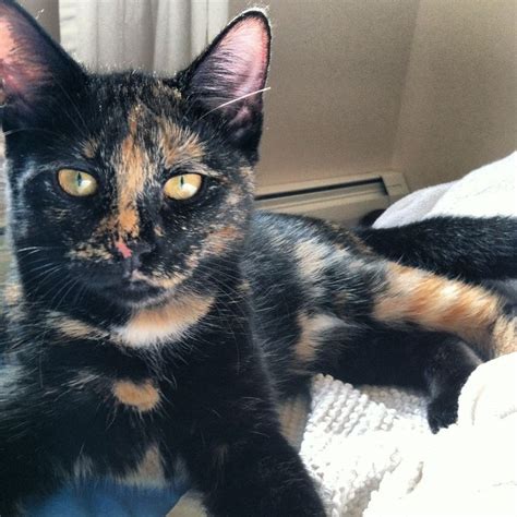 Pin On Cats For Holly Our Tortoiseshell Cat