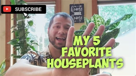 Top 5 Favorite Houseplants Youtube