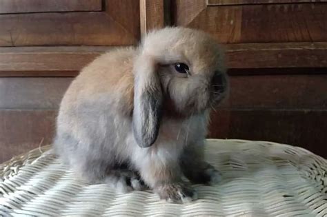 American Fuzzy Lop Rabbit Appearance Lifespan Temperament Care Sheet