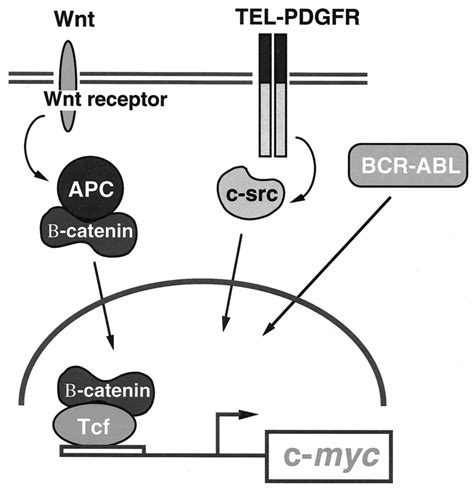 The C Myc Gene Is A Central Oncogenic Switch For Oncogenes And The