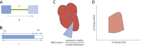 A Roadmap To Assess Myocardial Work From Theory To Clinical Practice