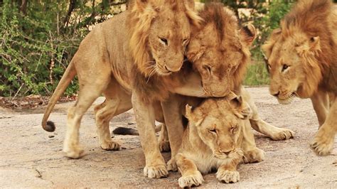 3 Male Lions Mate With 1 Lioness